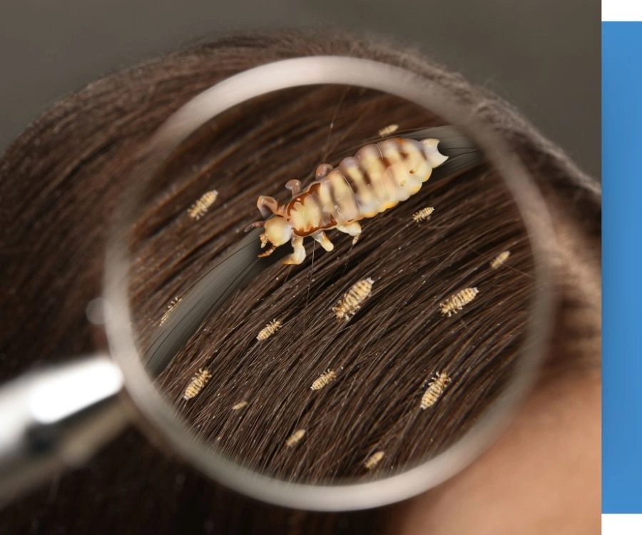 Lice Clinics Arizona Lice Clinics Arizona